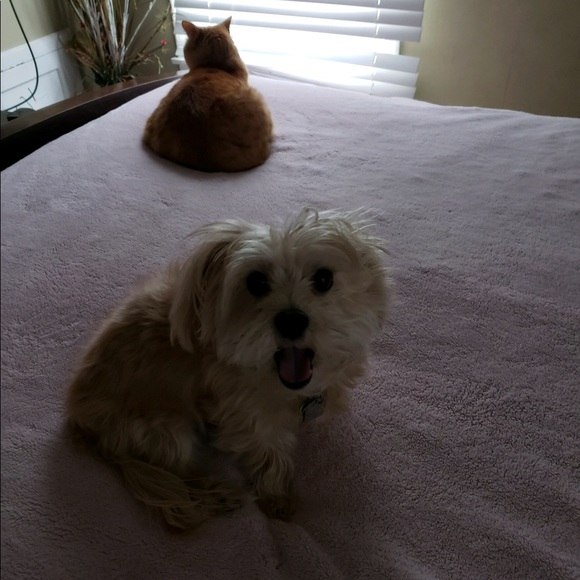 Meet your Posher, Mindy - Picture 1 of 1